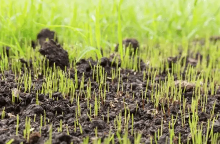 How Long Does It Take For Grass Seed To Grow?